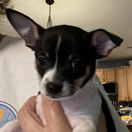 Chihuahua puppies from Birds by Beckie Chihuahua