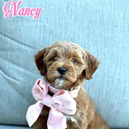 Nancy - Caramel red female Australian Labradoodle puppy in Diamond Bar, California from Furrytaildoodles