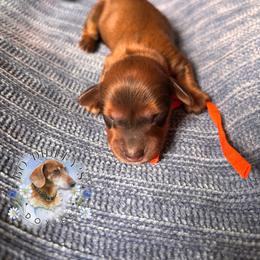 Spirit - Red male Dachshund puppy in Clarksdale, Mississippi from Bo Didley's Doxies