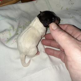 Pup 2 - White black and tan female Toy Fox Terrier puppy in Clermont, Florida from Debbie Hiles's Toy Fox Terriers