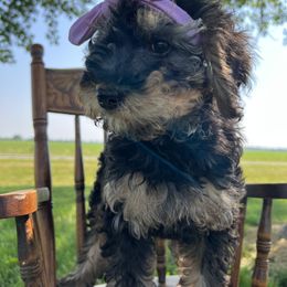 Assorted Doodle Crosses, Aussiedoodle, Bernedoodle, and Poodle Puppies from Pear Tree Prairie Doodles