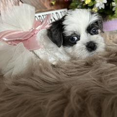 Shorkie Puppies from Shorkies R Us Breeding