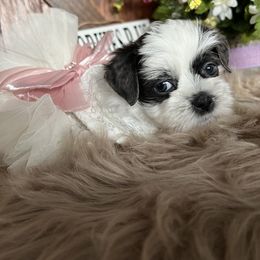 Shorkie Puppies from Shorkies R Us Breeding