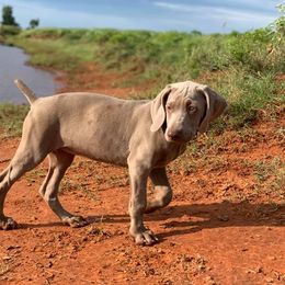 Weimaraner Puppies from Rafter V Weimaraners