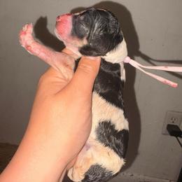 Norma - Parti female Poodle puppy in Toledo, Ohio from Exquisite Dalmatians & Standard Poodles