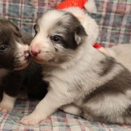 Keon - Brown Collar - AKC - Slate merle male Border Collie puppy in Courtland, Alabama from C Bar C Ranch Border Collies