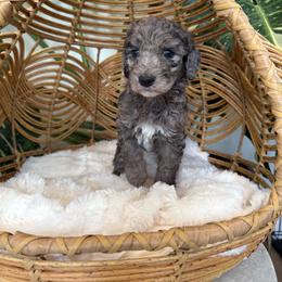 Girl 1 - Blue merle female Aussiedoodle puppy in Pomona, California from Socal Aussiedoodles