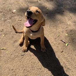 Labrador Retriever Puppies from J and D Retrievers