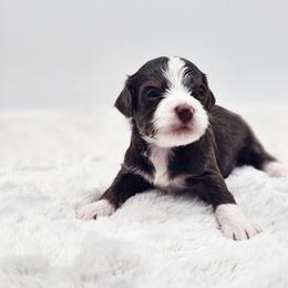 Almond Joy chocolate tuxedo - Tri-color female Bernedoodle puppy in Salem, Missouri from Meadowbrook Poodles