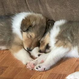 Collies from Ambervale