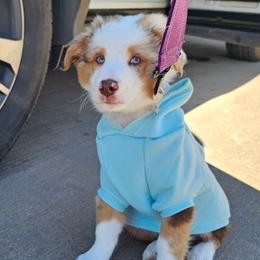 Aussiedoodle and Miniature Australian Shepherd Puppies from Aussies Acre