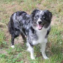Riley - Australian Shepherd