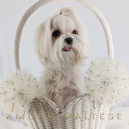 Prancer - White male Maltese puppy in Tampa, Florida from Amore Maltese