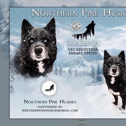 Rina - Siberian Husky