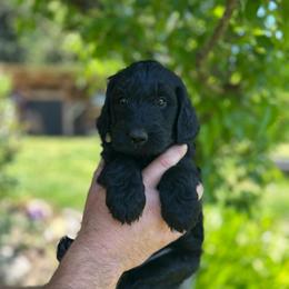 F1 Goldendoodle Yellow collar - Black female Goldendoodle puppy in Rainier, Washington from Hanson’s NW Goldens & Doodles