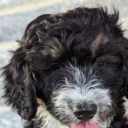 Sweet Home (pink girl) - Tri-color Bernedoodle puppy in Temple, Texas from DN Poodles and Doodles