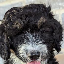 Sweet Home (pink girl) - Tri-color Bernedoodle puppy in Temple, Texas from DN Poodles and Doodles