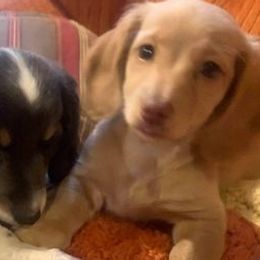 Dachshunds from River of Hidden Dachshund's