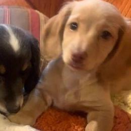 Dachshunds from River of Hidden Dachshund's
