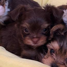 Dark Chocolate-Tan Yorkie Boy - Chocolate and tan male Yorkshire Terrier puppy in Augusta, Georgia from Melissa's Paw Impressions