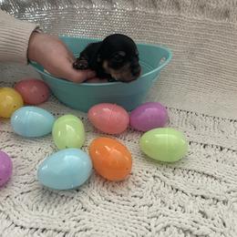 Levi - Black and tan male Dachshund puppy in Colonial Heights, Virginia from Mimi’s Doxies