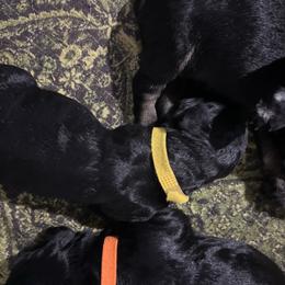 Yellow collar - Pepper and salt female Giant Schnauzer puppy in Atoka, Oklahoma from Hannah's Haus & Farm