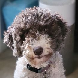 Harper - Lagotto Romagnolo