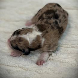 Girl 2 - Brown merle female Aussiedoodle puppy in Bellevue, Iowa from Easton L