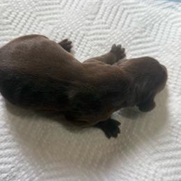 Girl 1 - Liver female German Shorthaired Pointer puppy in Norris City, Illinois from County Line Pointers