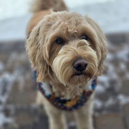 S'mores - Aussiedoodle