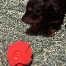 Dachshund Puppies from Crystals Little Doxies