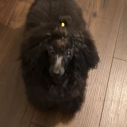 Optimus - Poodle