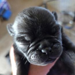Hoshi - Black female Pug puppy in Madera, California from Hills Pugs