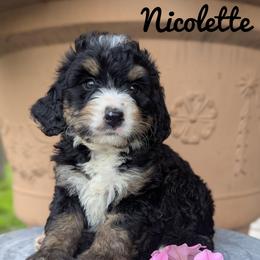 Girl 3 - Tri-color female Bernedoodle puppy in Lancaster, Minnesota from Richardville Hunde