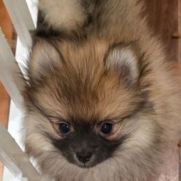 Audrey Dreams - Orange sable female Pomeranian puppy in El Centro, California from BabyBooPoms