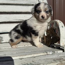 Girl 3 - Blue merle female Miniature Australian Shepherd puppy in Licking, Missouri from Burnett Aussies