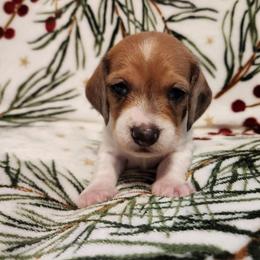 SilkywireRocky AKC - Piebald male Dachshund puppy in Torrance, California from Lucky Dachshunds