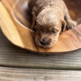 Teddy - Red male Cockapoo puppy in Ellaville, Georgia from Lakeside Cockapoos