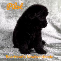 Pilot - Black male Newfoundland puppy in Cortez, Colorado from Bear Heart Newfoundlands, LLC