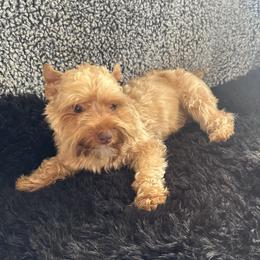 Teddy - Liver male Yorkshire Terrier puppy in Tulsa, Oklahoma from Conns Cuddly Canines