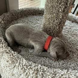 Red collar - Silver gray female Weimaraner puppy in Sauk Centre, Minnesota from Minnesota Weimaraners