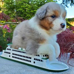 Monroe - Dilute blue female Australian Shepherd puppy in Olympia, Washington from Echelon Australian Shepherds