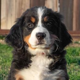 Bernese Mountain Dog Puppies from Berner Dynasty