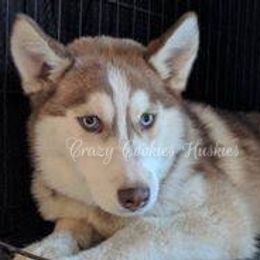 Siberian Husky Puppies from Crazy Cookies Huskies