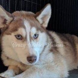 Siberian Husky Puppies from Crazy Cookies Huskies