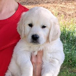 Golden Retriever Puppies from All by grace goldens