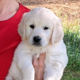 Golden Retriever Puppies from All by grace goldens