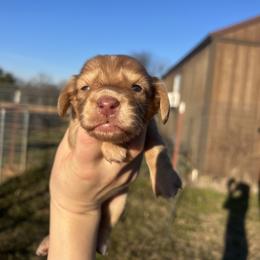 Mia - Red female Dachshund puppy in Nashville, Arkansas from Cuddles n Curls