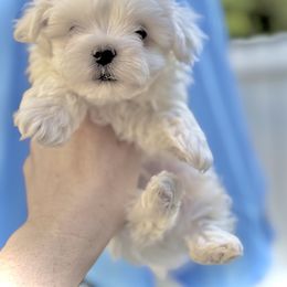 Sun - White male Maltese puppy in Upland, California from Prime Paradise Kennel