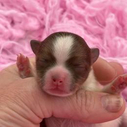 Meadow - Chocolate parti female Pomeranian puppy in Franklin, North Carolina from A&J Cutie Pawtooties